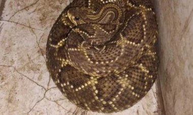 Cascavel “invade” casa no Sumidouro