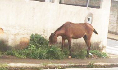 A VOZ DO POVO - Cavalos à solta na cidade