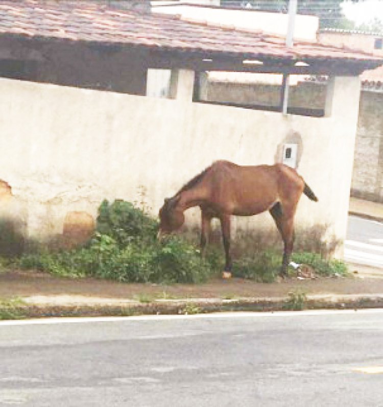 A VOZ DO POVO - Cavalos à solta na cidade
