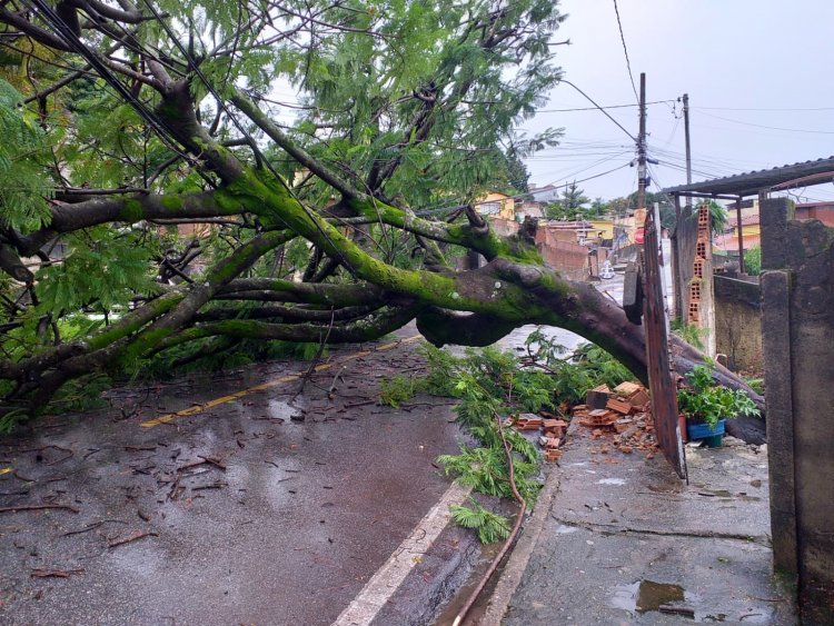 RISCOS COM AS CHUVAS  - Árvore cai e interdita  rua no Nogueira Machado