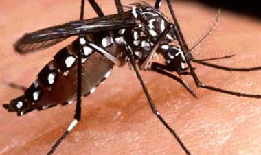 Aumenta número de casos  de dengue no Centro-Oeste