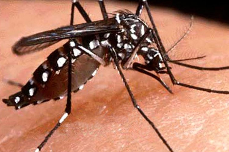 Itaúna tem redução no risco da dengue