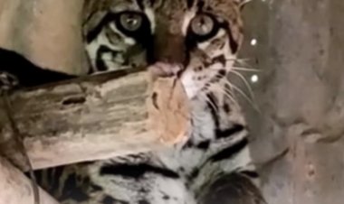 Vídeo mostra felino em propriedade do Calambau