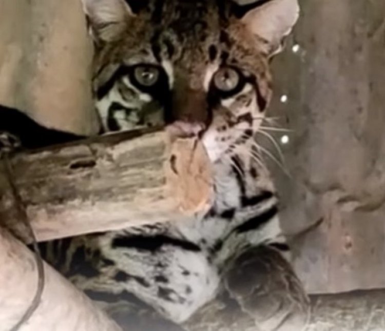 Vídeo mostra felino em propriedade do Calambau