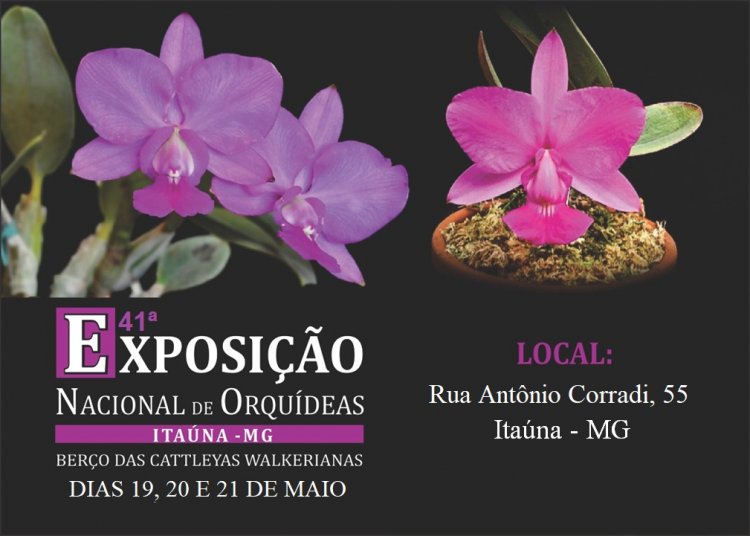 41ª Exposição de Orquídeas de Itaúna começa no dia 19