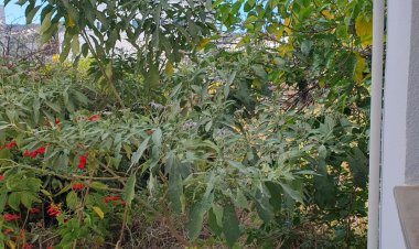 Matagal em quintal e “bichos” de casa no centro da cidade