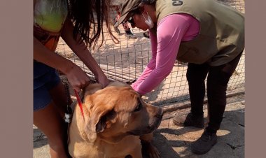 Campanha contra a raiva já começou