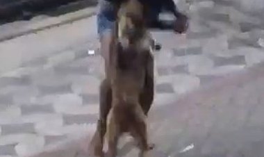 Cão pitbull ataca pessoas a mando do dono