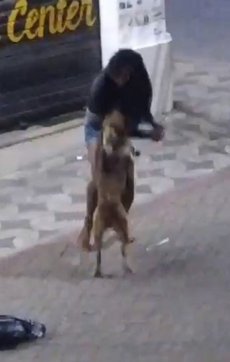 Cão pitbull ataca pessoas a mando do dono