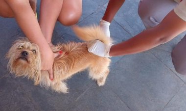 Prefeitura informa que  15,9 mil animais foram vacinados