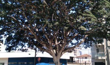 É PRIMAVERA: CHEGOU O TEMPO DAS FLORES!