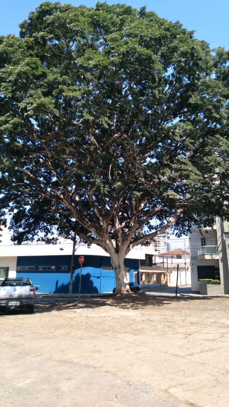 É PRIMAVERA: CHEGOU O TEMPO DAS FLORES!