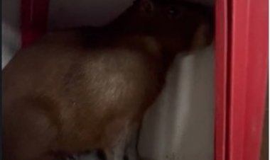 ‘Invasão” de animais silvestres não é o maior problema