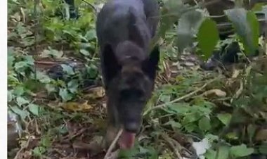 Cão farejador da PM localiza droga