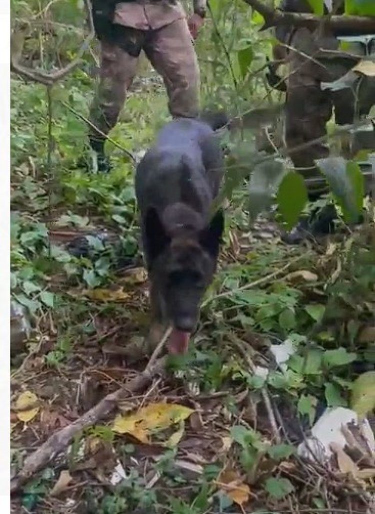 Cão farejador da PM localiza droga