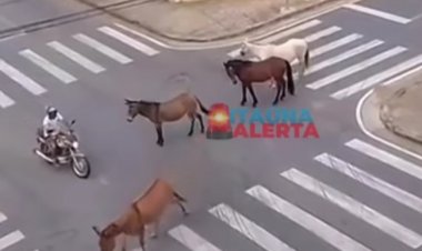 Cavalos na pista
