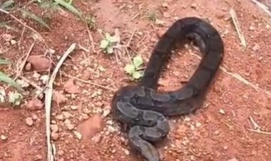 Uma jiboia de cerca de  2 metros foi capturada