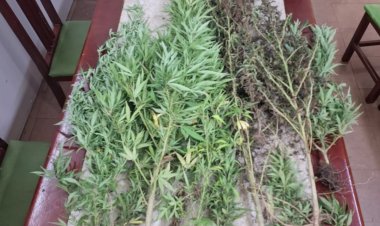 Onze pés de maconha são apreendidos