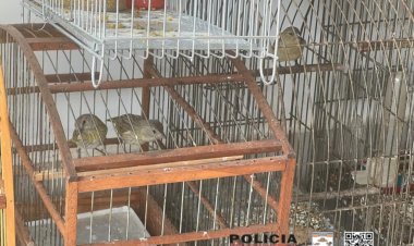 Homem é multado por manter pássaros silvestres em cativeiro