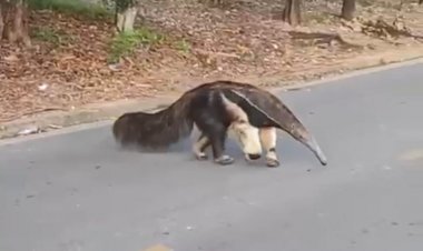 Visitante: Tamanduá-bandeira passeando pela cidade
