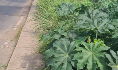 A VOZ DO POVO- Populares reclamam de  matagal na Av. São João