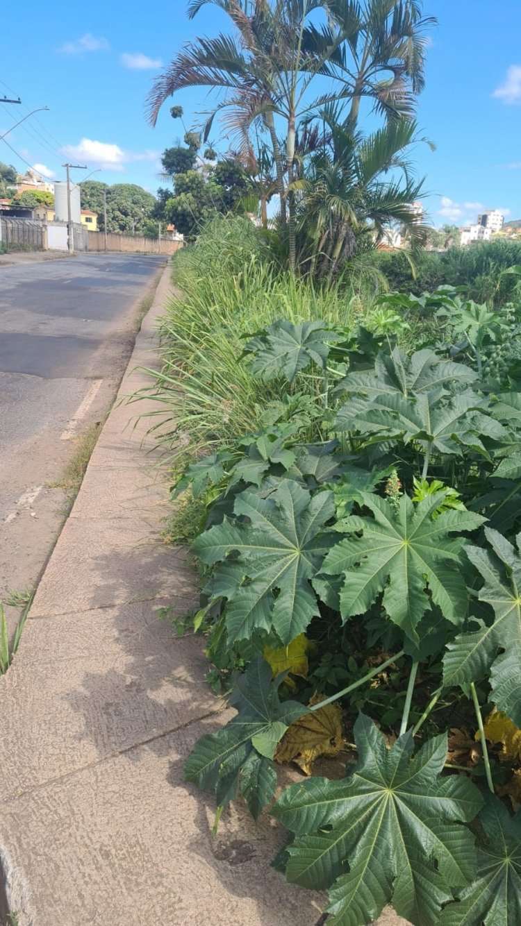 A VOZ DO POVO- Populares reclamam de matagal na Av. São João