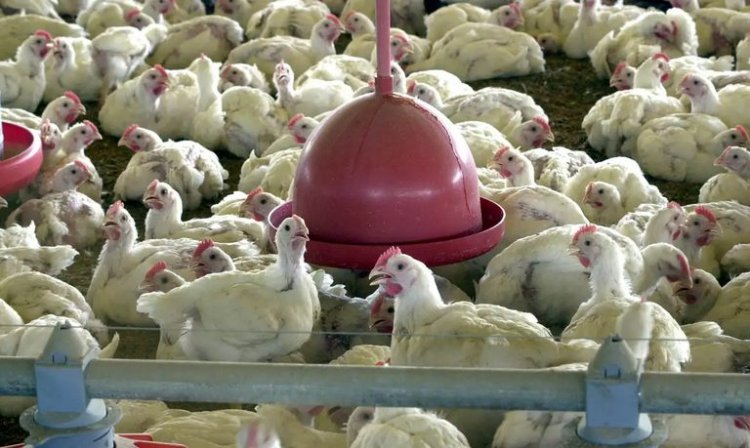 GRIPE AVIÁRIA - Minas Gerais descarta 450 toneladas de ovos