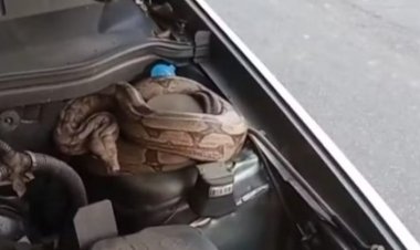 Jiboia encontrada no motor de carro mobiliza Bombeiros em Itaúna