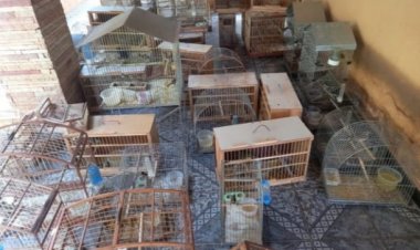 Multa de Quase R$ 178 Mil por Cativeiro Ilegal de 104 Pássaros Silvestres em Itaúna