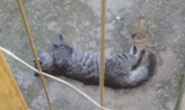 CRIME - Moradores do Padre Eustáquio denunciam envenenamento de gatos em Itaúna