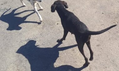 Mulher é presa por abandono de cães em Carmo do Cajuru