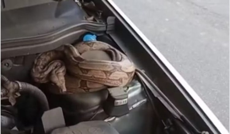 Jiboia encontrada no motor de carro mobiliza Bombeiros em Itaúna