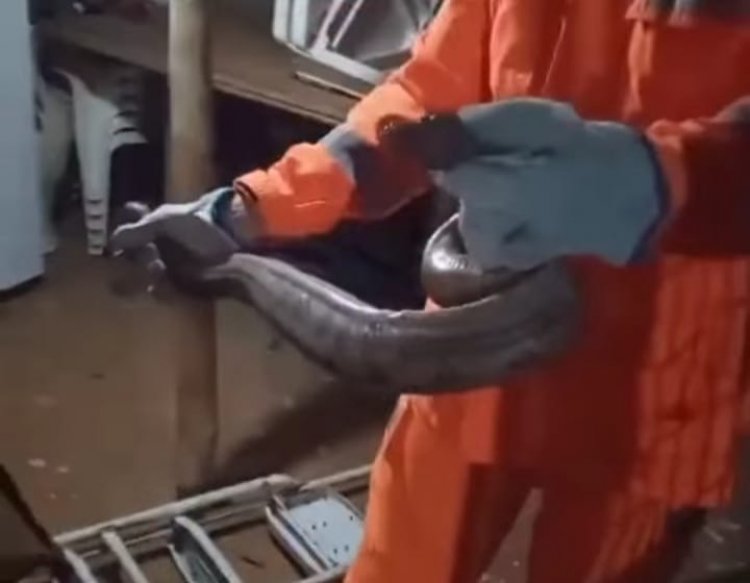 Bombeiros resgatam jiboia