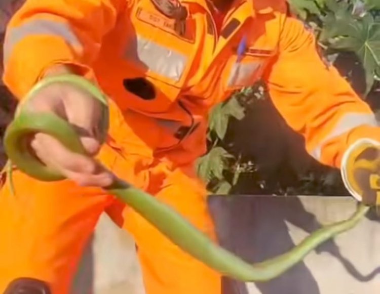 Resgate de Serpente Silvestre no Bairro Vale das Aroeiras em Itaúna