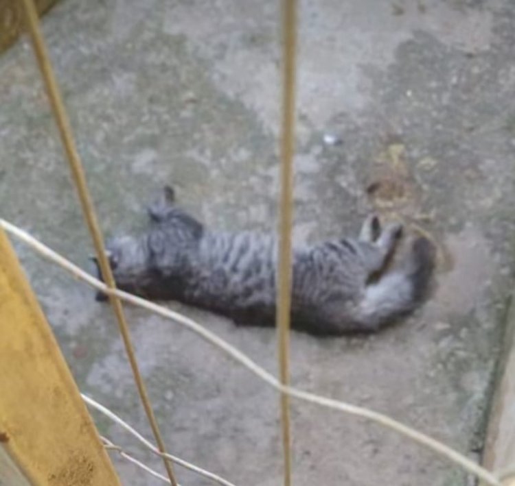 CRIME - Moradores do Padre Eustáquio denunciam envenenamento de gatos em Itaúna