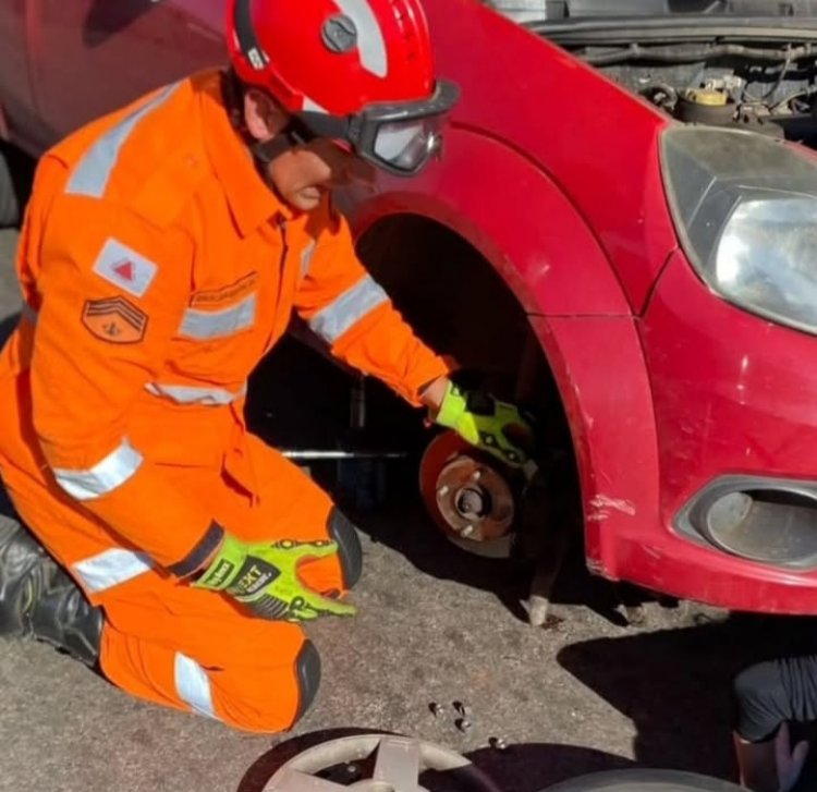 Corpo de Bombeiros resgata gato em motor de carro
