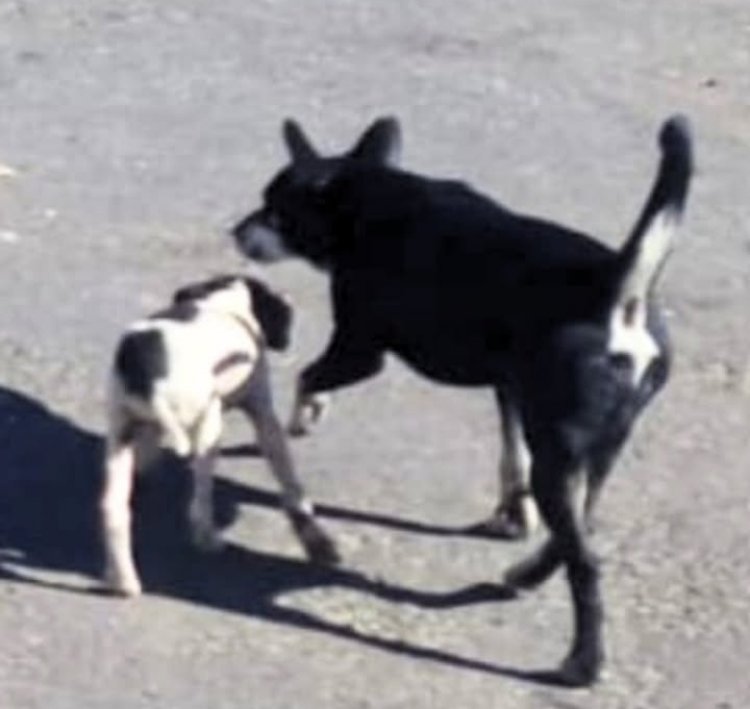 Mulher é presa por abandono de cães em Carmo do Cajuru