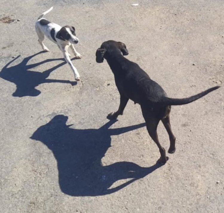 Mulher é presa por abandono de cães em Carmo do Cajuru
