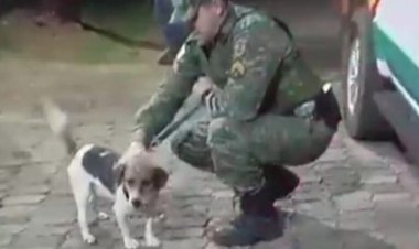 Cão é resgatado pela polícia após abuso sexual em Nova Lima