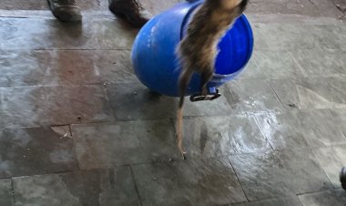 Gambá é resgatado por equipe do Corpo de Bombeiros dentro do motor de carro em lava-jato