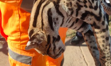 Jaguatirica atropelada na zona rural de Itaúna deixa moradores chocados e levanta alerta