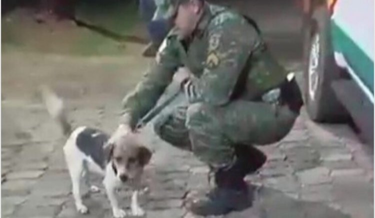 Cão é resgatado pela polícia após abuso sexual em Nova Lima