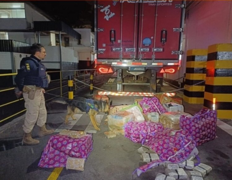 PRF apreende 400 kg de maconha escondidos em carga de carne em Juatuba