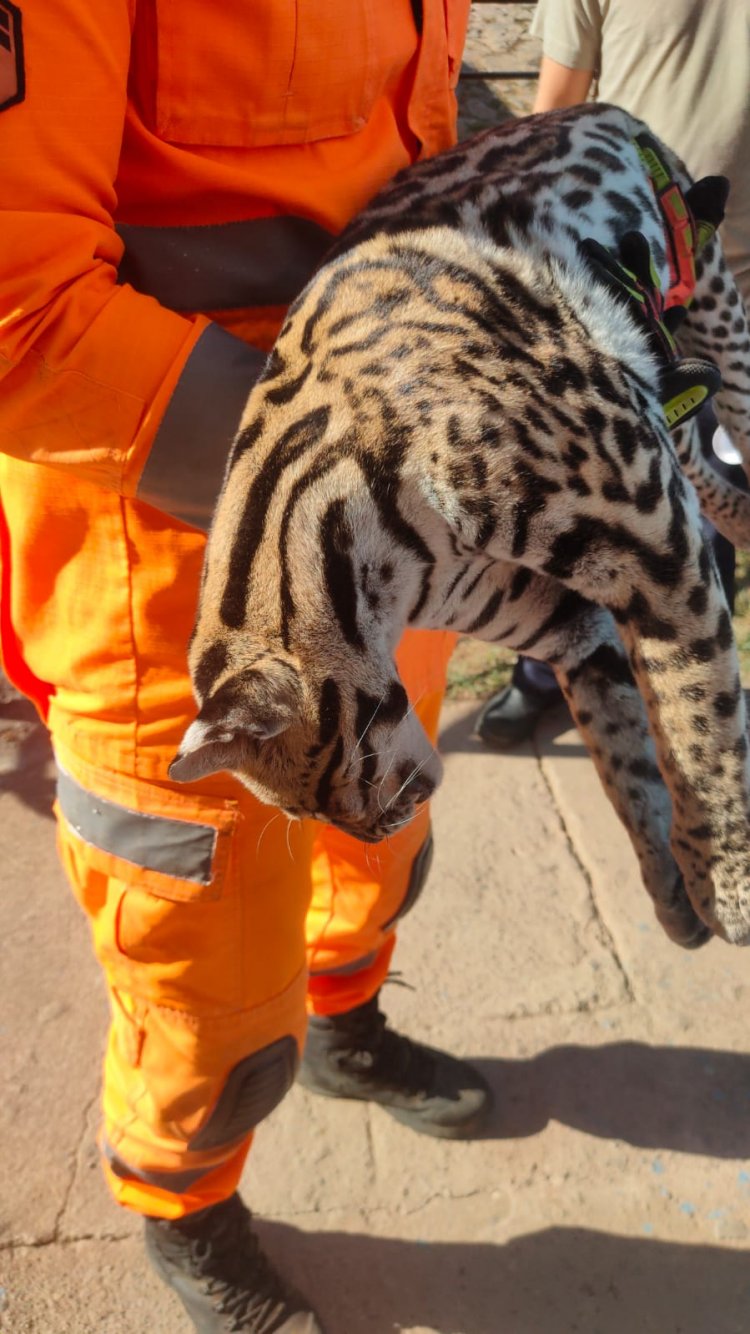 Jaguatirica atropelada na zona rural de Itaúna deixa moradores chocados e levanta alerta