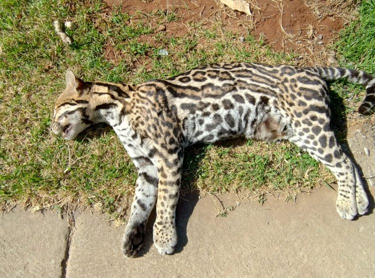 Jaguatirica atropelada na zona rural de Itaúna deixa moradores chocados e levanta alerta