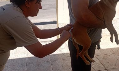 Vacinação - Campanha contra a raiva animal já começou