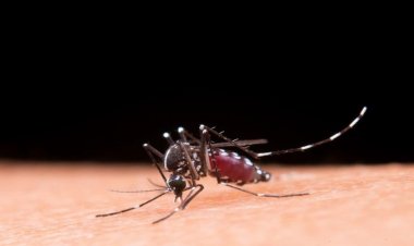 CONTRA A DENGUE - Vacina Qdenga reduziu 67,5% as hospitalizações em adolescentes
