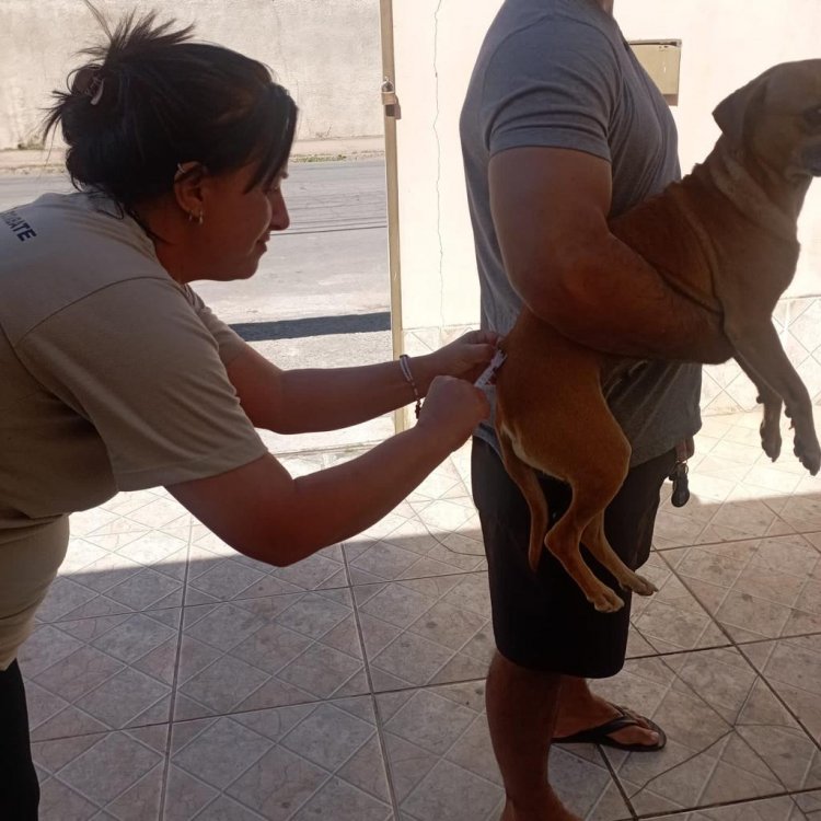 Vacinação - Campanha contra a raiva animal já começou