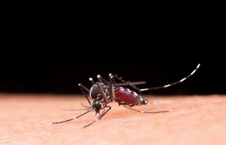 CONTRA A DENGUE - Vacina Qdenga reduziu 67,5% as hospitalizações em adolescentes