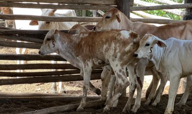 CONTRA A BRUCELOSE - Vacinação vai até o fim de dezembro